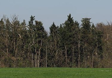 Tocht Te voet Gomadingen - Kuchalb - Kuhfels - Photo