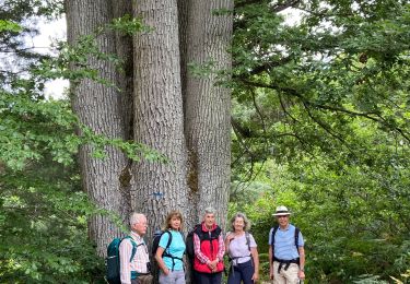 Tour Wandern Fontainebleau - 03/07/2020 - Photo