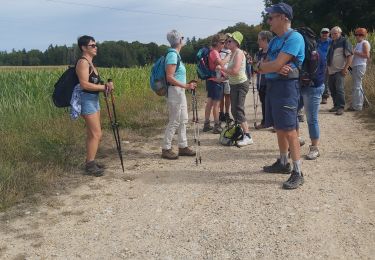 Randonnée Marche Altkirch - rando Lerchenberg Altkirch - Photo