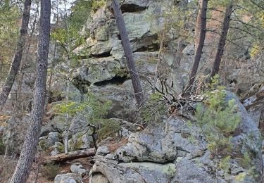 Tour Wandern Larchant - balade autour de la Dame Jouanne - Photo