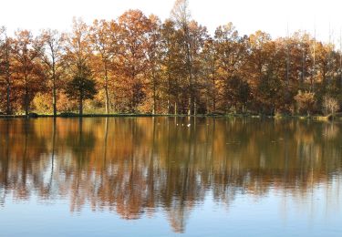 Trail On foot Holsbeek - Wingewandeling - Photo