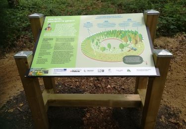 Trail On foot Momignies - Sentier didactique Forest Fun - Photo