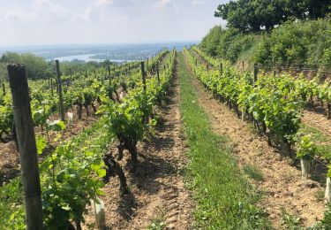 Trail Walking Tain-l'Hermitage - Tain l’Hermitage Croze   - Photo