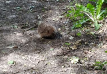 Tocht Stappen Soignolles-en-Brie - soignoles - Photo