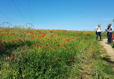 Trail Walking Champagne-sur-Oise - Champagne Tour du Laye - Photo