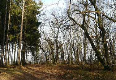 Trail Walking Vielsalm - Le bec du corbeau - Photo