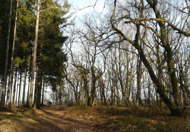 Tour Wandern Vielsalm - Le bec du corbeau - Photo