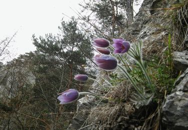 Excursión A pie Frohnleiten - Wanderweg 12 - Photo