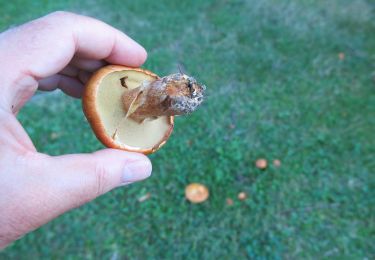 Randonnée A pied La Bourboule - Charlannes et la roche des fées - Photo