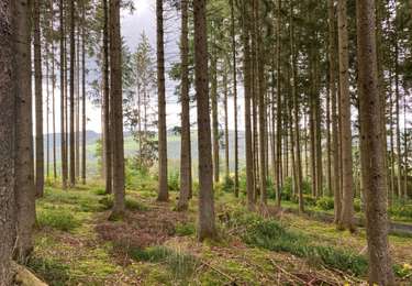 Tocht Stappen Clervaux - Hendensche  - Photo