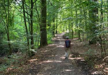 Tour Wandern Grez-Doiceau - Pecrot Nethen forêt de Meerdael - Photo