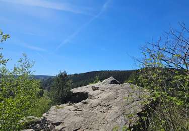 Excursión Senderismo Malmedy - Extratrail - Malmedy (balisage bleu) - Photo
