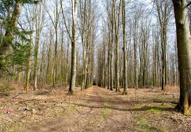 Randonnée A pied Libramont-Chevigny - Promenade non balisée entre Remagne et Freux - Photo