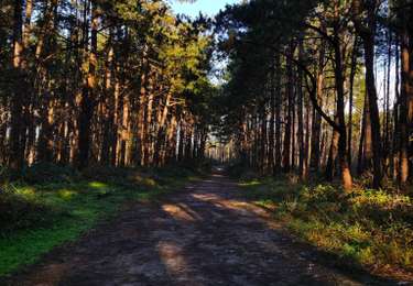 Randonnée Marche Le Coq - Les dunes boisées - Photo