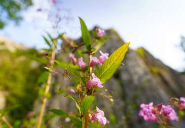 Trail Walking Hotton - Promenade Hotton - 9- Fond des Trottes - Photo