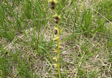 Tour sport Latrecey-Ormoy-sur-Aube - 52 CHATEAUVILLAIN orchidées 24 mai 2025 - Photo
