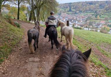 Excursión Paseo ecuestre Ratzwiller - Speckbronn-Soucht-Speckbronn - Photo