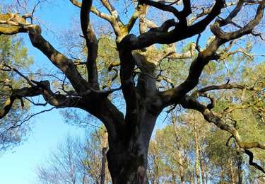 Tour Wandern Magescq - MAGESCQ - Chêne de Nerthe - Photo