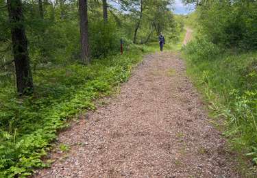 Tour sport  - ISLANDE Egilstadir forêt 19 juin - Photo