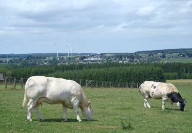 Randonnée Marche Gouvy - RB-Lu-29_Courtil_variante - Photo