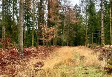 Excursión Senderismo Saint-Hubert - SityTrail - Saint-Hubert - Les Gottes (SH02) - Photo