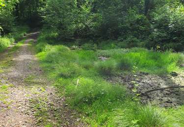 Tocht Te voet Anthisnes - boucle dans le bois d'Esneux depuis Lagrange - Photo
