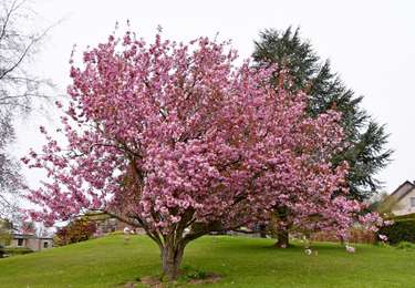 Randonnée Marche Theux - 20260412 - HUWAO Jehanster - 2 Km - Photo