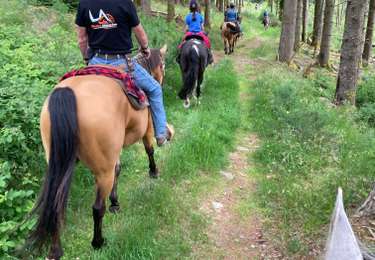 Excursión Paseo ecuestre Ban-sur-Meurthe-Clefcy - Equiplaine chez Delphine  - Photo