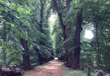 Tocht Stappen Assesse - Florée  - Photo