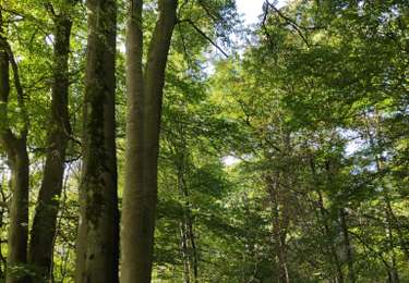 Percorso Marcia Neupré - plaineveau - Photo
