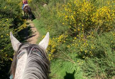 Excursión Paseo ecuestre Ban-sur-Meurthe-Clefcy - Delphine joyeux gm  - Photo