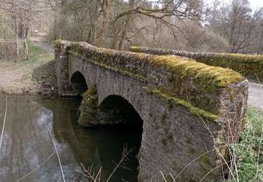 Tour Wandern Libin - transine - Photo