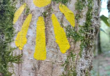 Tocht Stappen Williers - chameleux - Photo
