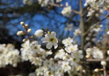 Percorso Marcia Eijsden-Margraten - 2026-03-21_08h03m32_mesch (1) - Photo