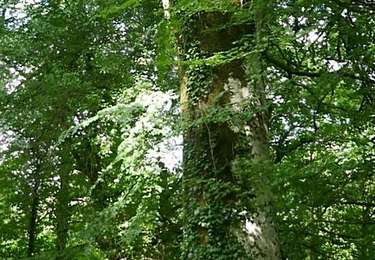 Tocht Stappen Lacombe - En forêt de la Loubatière - Photo