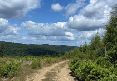 Tocht Stappen Saint-Hubert - Mirwart bivouac  - Photo