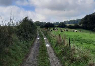 Tocht Paardrijden Walcourt - Mertenne-bois de Pry - Photo