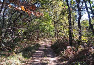 Randonnée Marche Villamblard - Villamblard  la forêt  - Photo