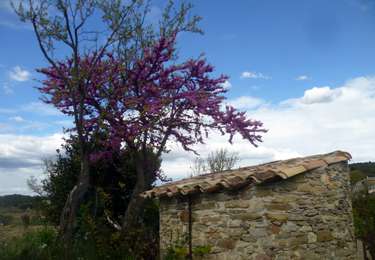 Tour Wandern Monze - La Tour Matelbine au départ de Monze - Photo