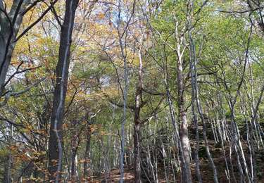 Tour Wandern Aywaille - Ninglinspo GR Amblève  - Photo