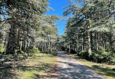 Excursión Senderismo Bonnieux - [Itinéraire] BONNIEUX -LACOSTE - Forêt des Cèdres du Petit Luberon - Photo