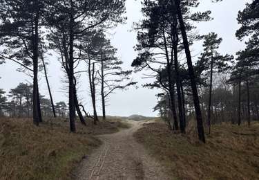 Percorso Marcia Schouwen-Duiveland - Zélande bois pres de la plage  - Photo