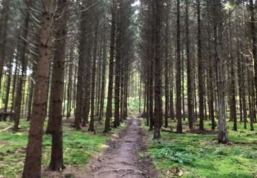 Tocht Stappen Yvoir - Marche adeps Purnode - Photo