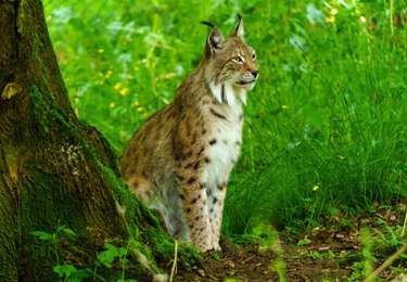 Trail Mountain bike Rochefort - Han-sur-Lesse Circuit VTT bleu - Photo