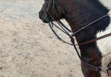 Percorso Equitazione Tallone - Boucle de 30km - Photo