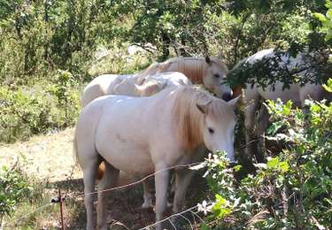 Tocht Stappen Campestre-et-Luc - Campestre - Photo