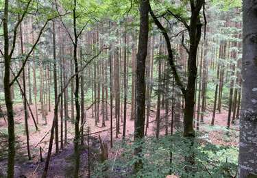 Tocht Stappen Sankt Vith - McKennenbah - Photo