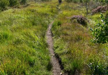 Tocht Stappen Malmedy - Les fagnes en été - Photo