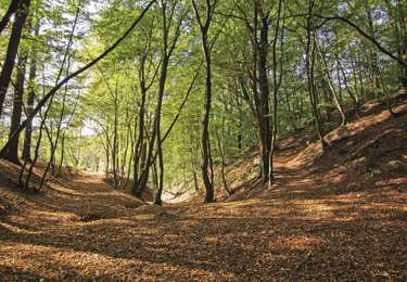 Tour Zu Fuß Fléron - Wanderung : Romsée (Fléron) : promenade le Géloury - Photo