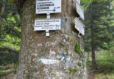 Randonnée Marche Rosheim - rando chercheurs d or  fischhutte - Photo